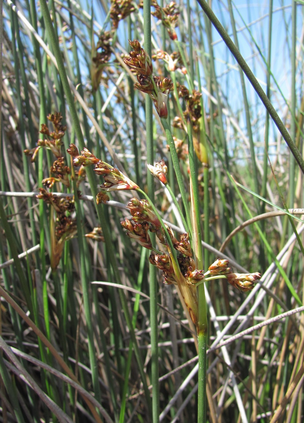 Изображение особи Juncus acutus.