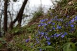 Veronica umbrosa