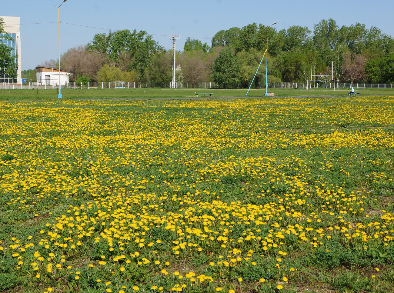 Image of Taraxacum officinale specimen.