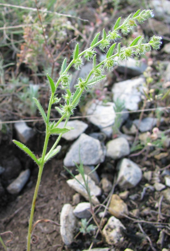 Изображение особи Lappula stricta.