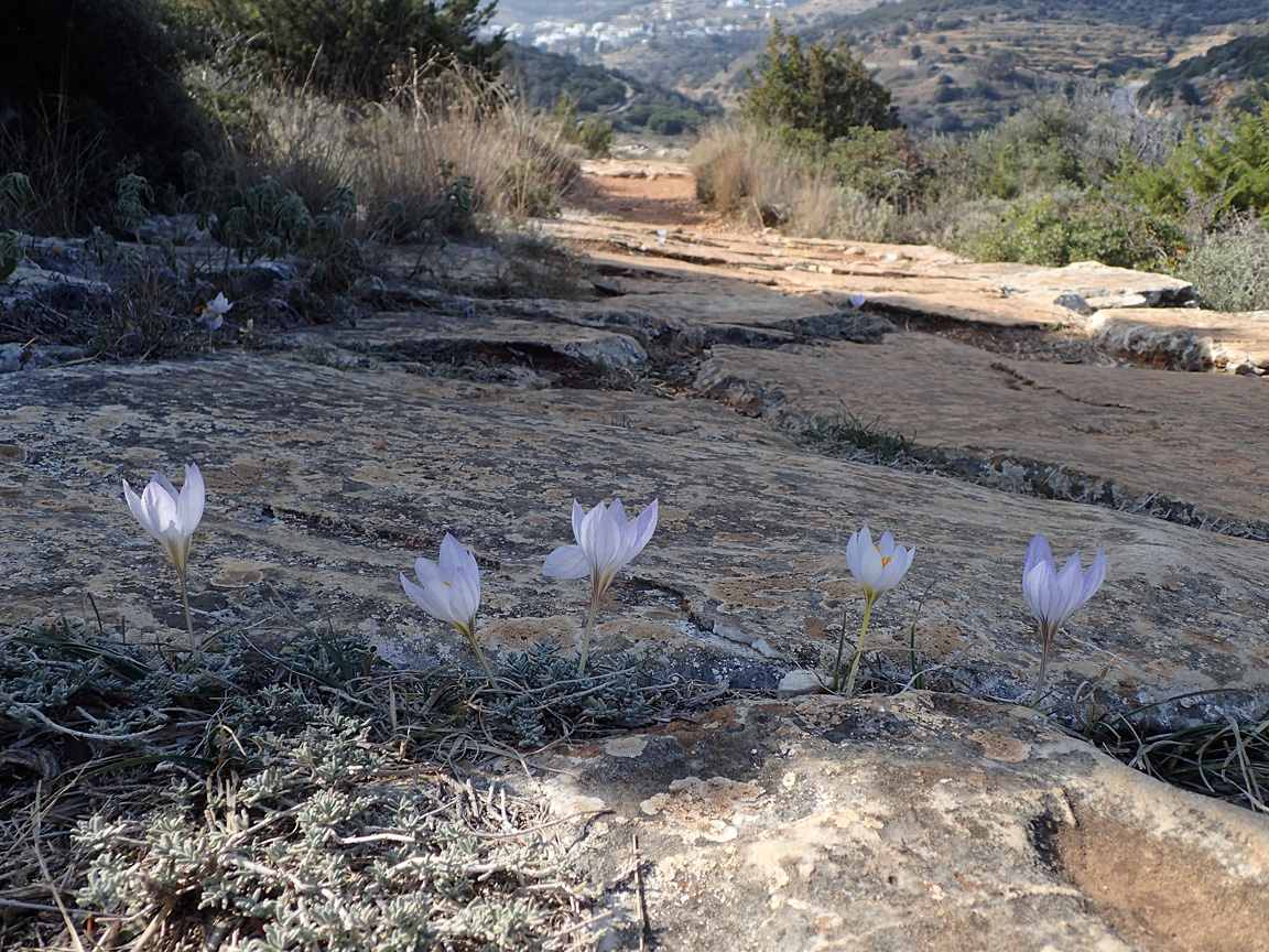 Image of Crocus laevigatus specimen.