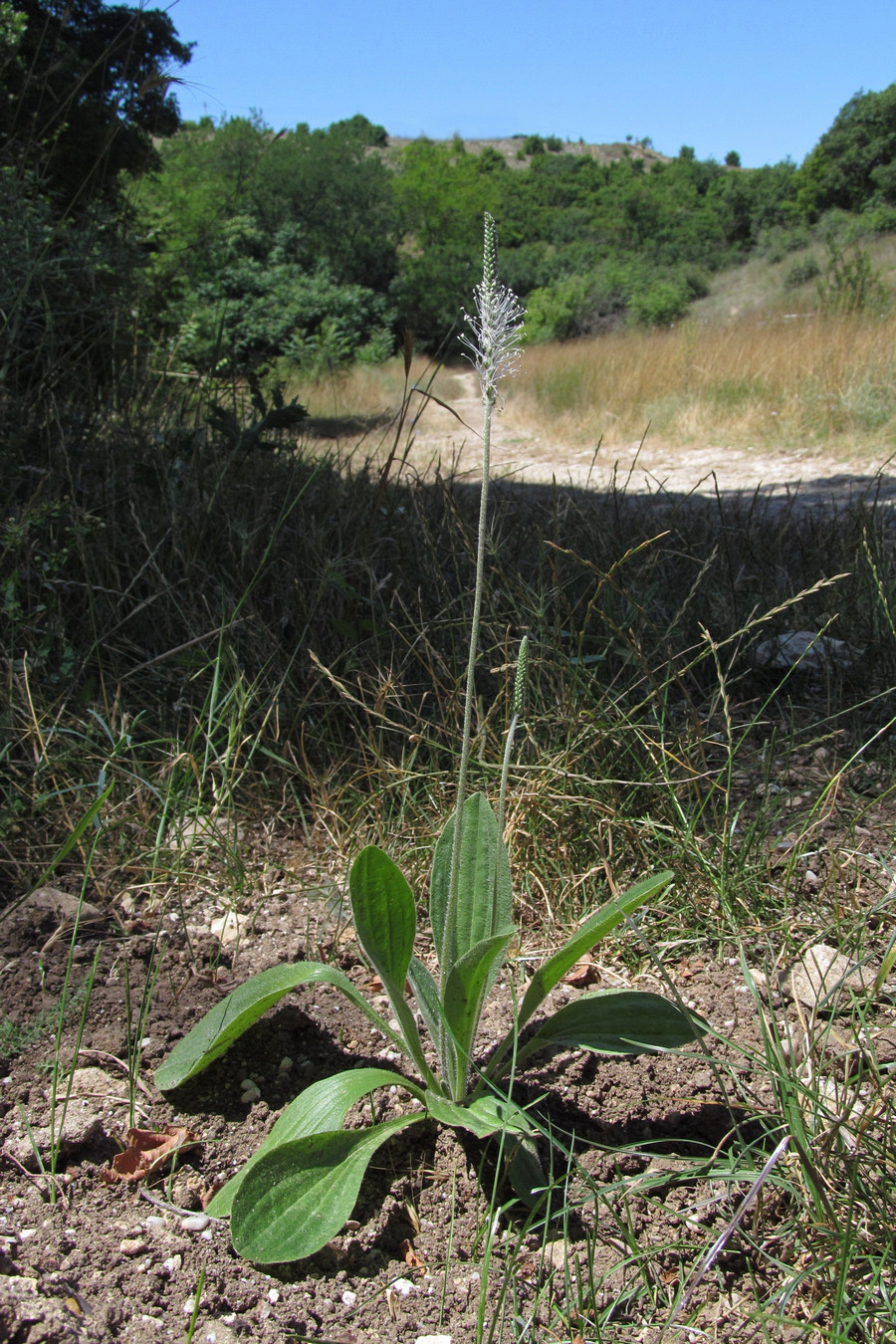 Image of Plantago media specimen.