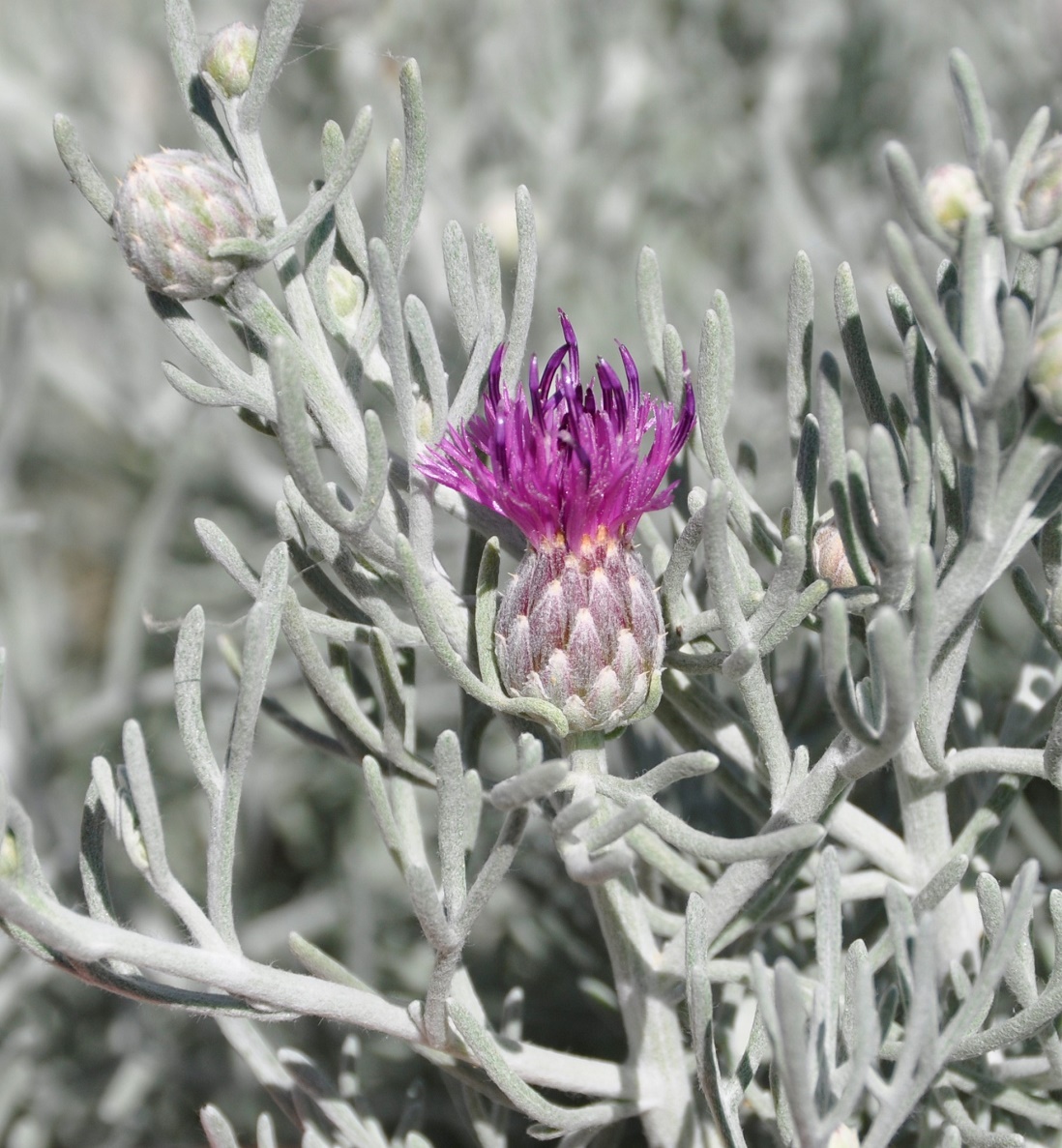 Image of Centaurea akamantis specimen.