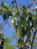 Salix pentandra. Часть ветви с соплодиями. Челябинская обл., Саткинский р-н, хребет Зюраткуль, ≈ 800 м н.у.м., опушка смешанного леса. 31.07.2019.