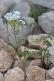 Cardamine bipinnata