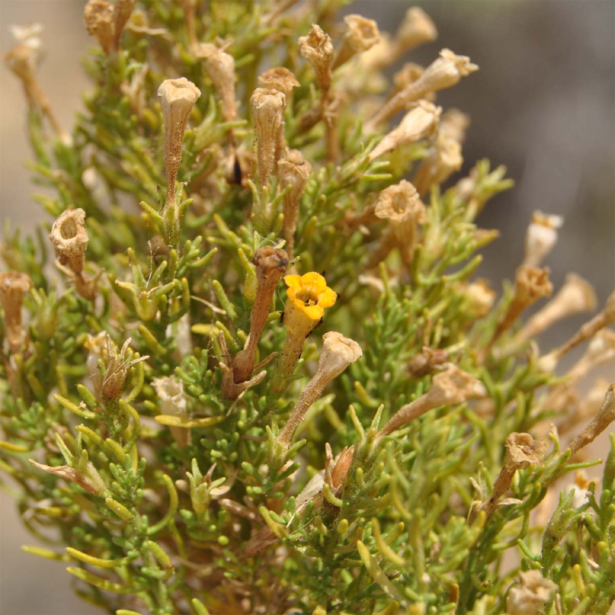 Image of Fabiana viscosa specimen.