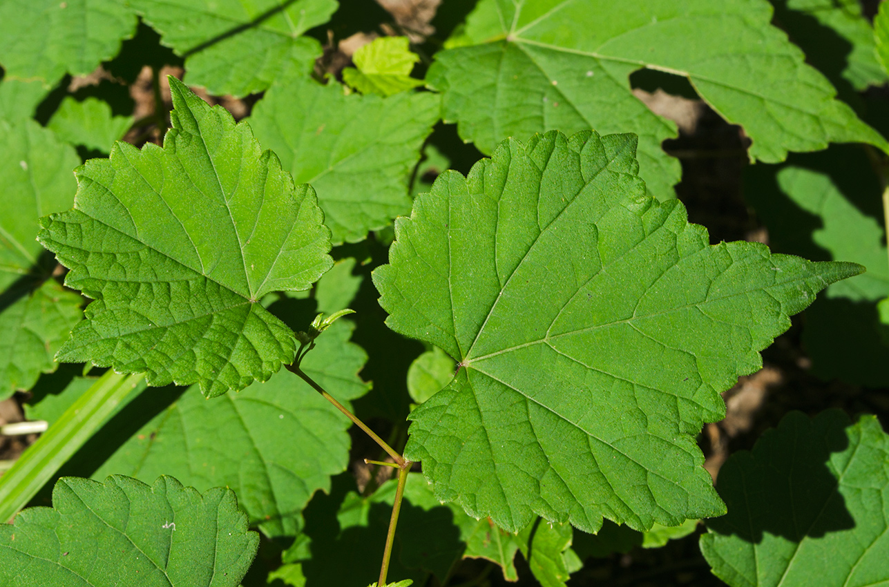 Image of familia Vitaceae specimen.