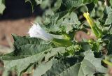 Datura stramonium