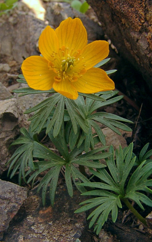 Image of Eranthis longistipitata specimen.