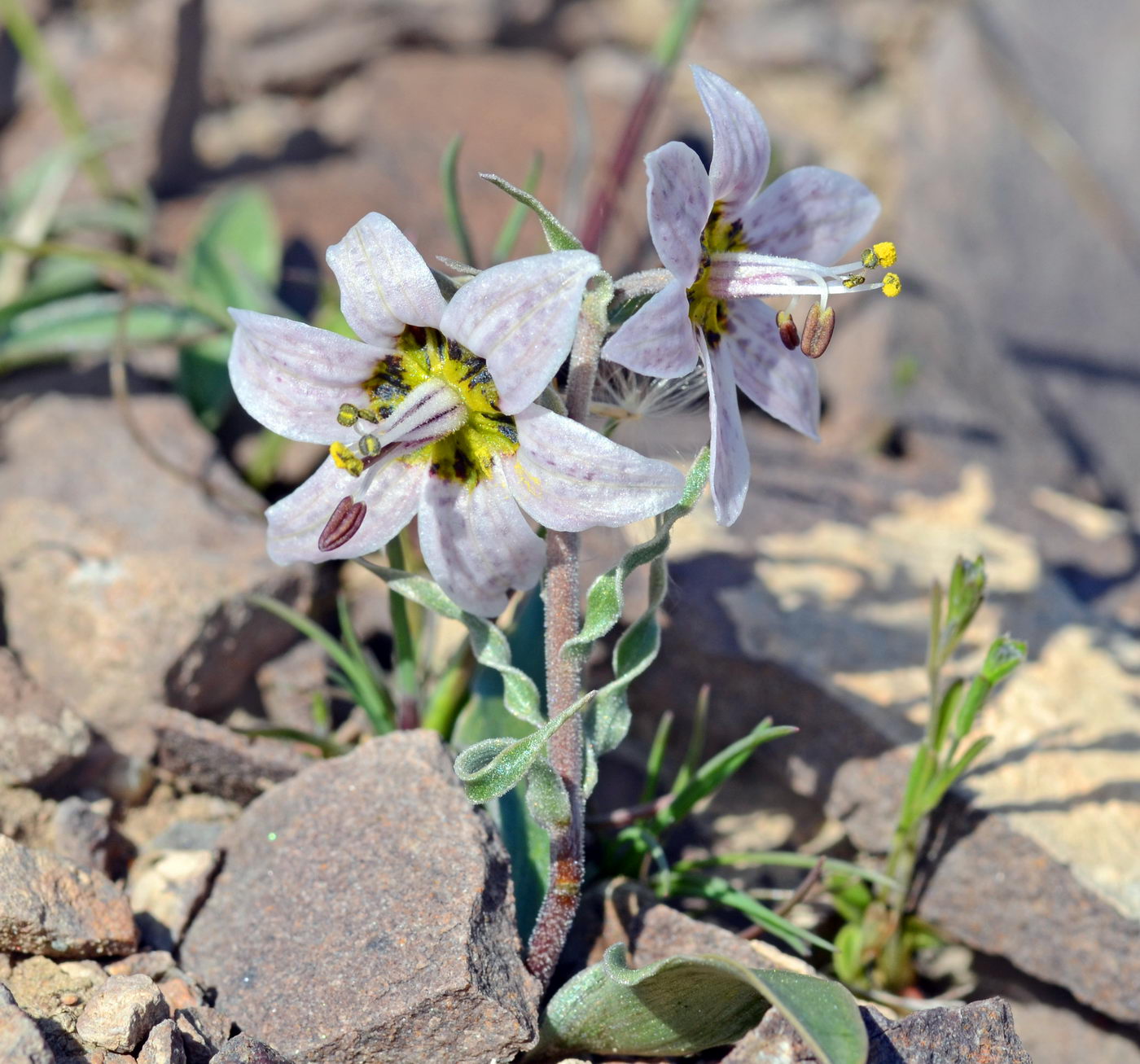 Image of Rhinopetalum karelinii specimen.