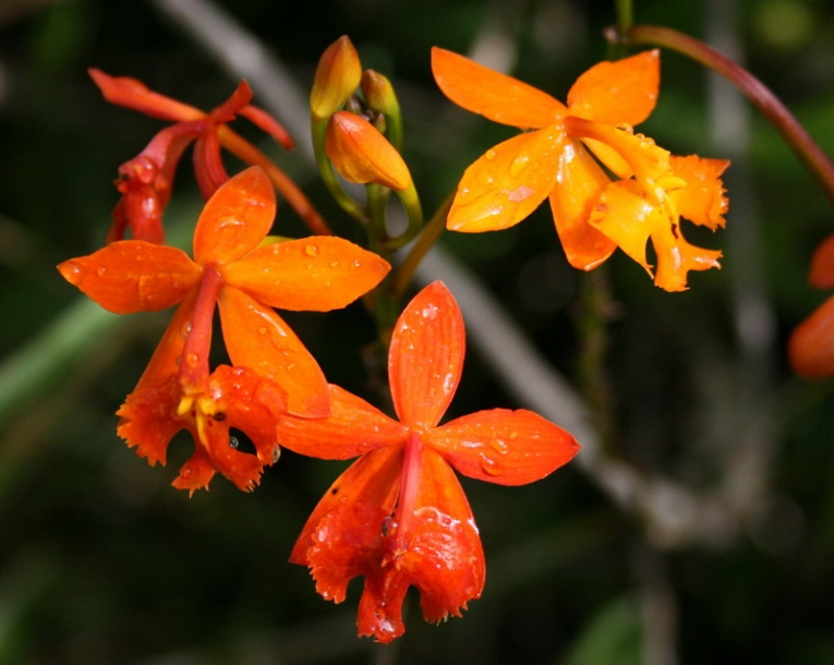 Изображение особи Epidendrum radicans.