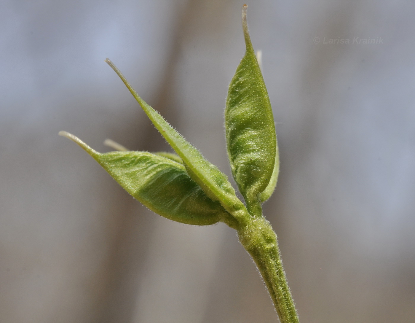 Image of Eranthis stellata specimen.