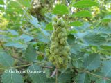 Rhus coriaria