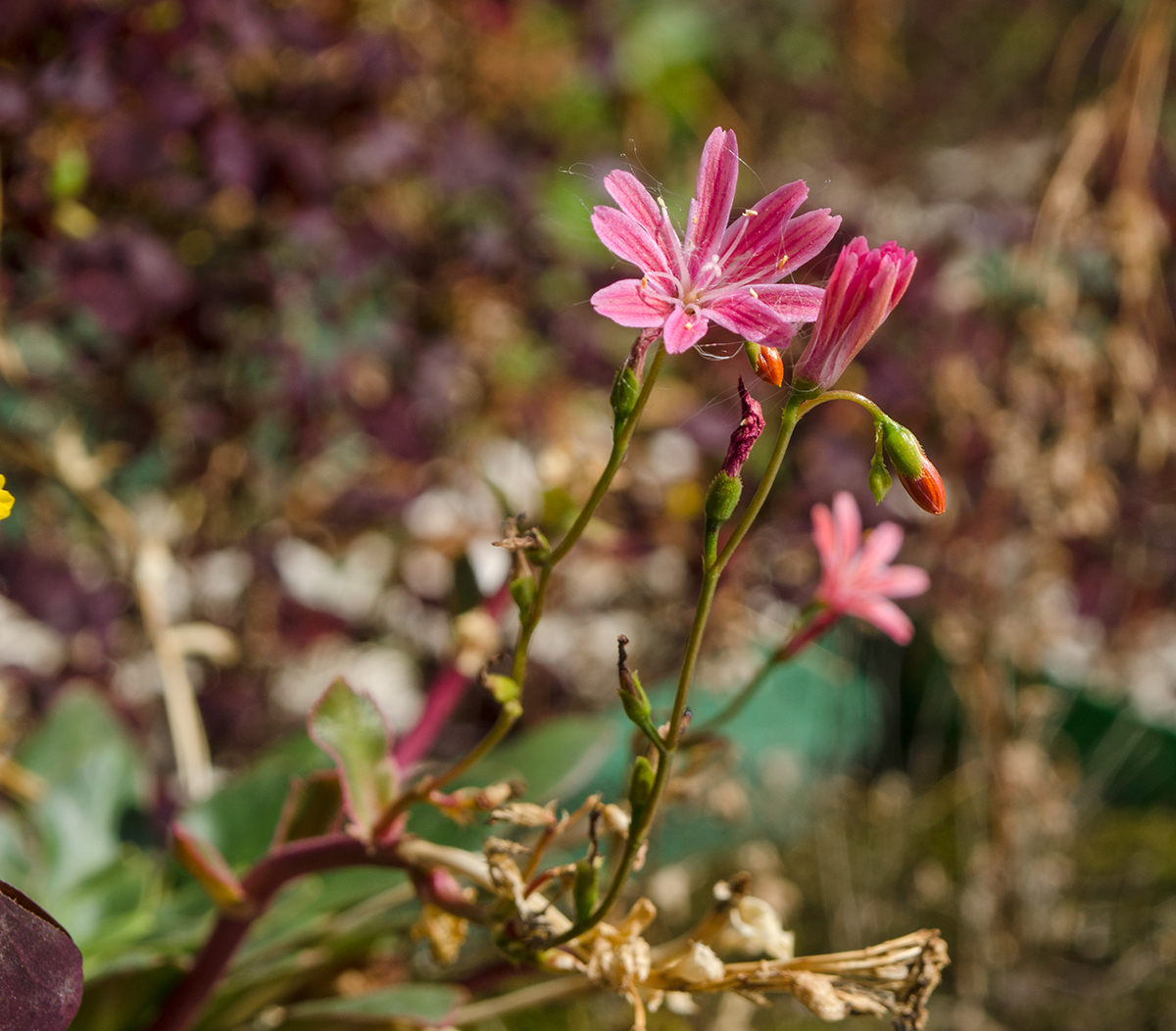 Изображение особи Lewisia cotyledon.