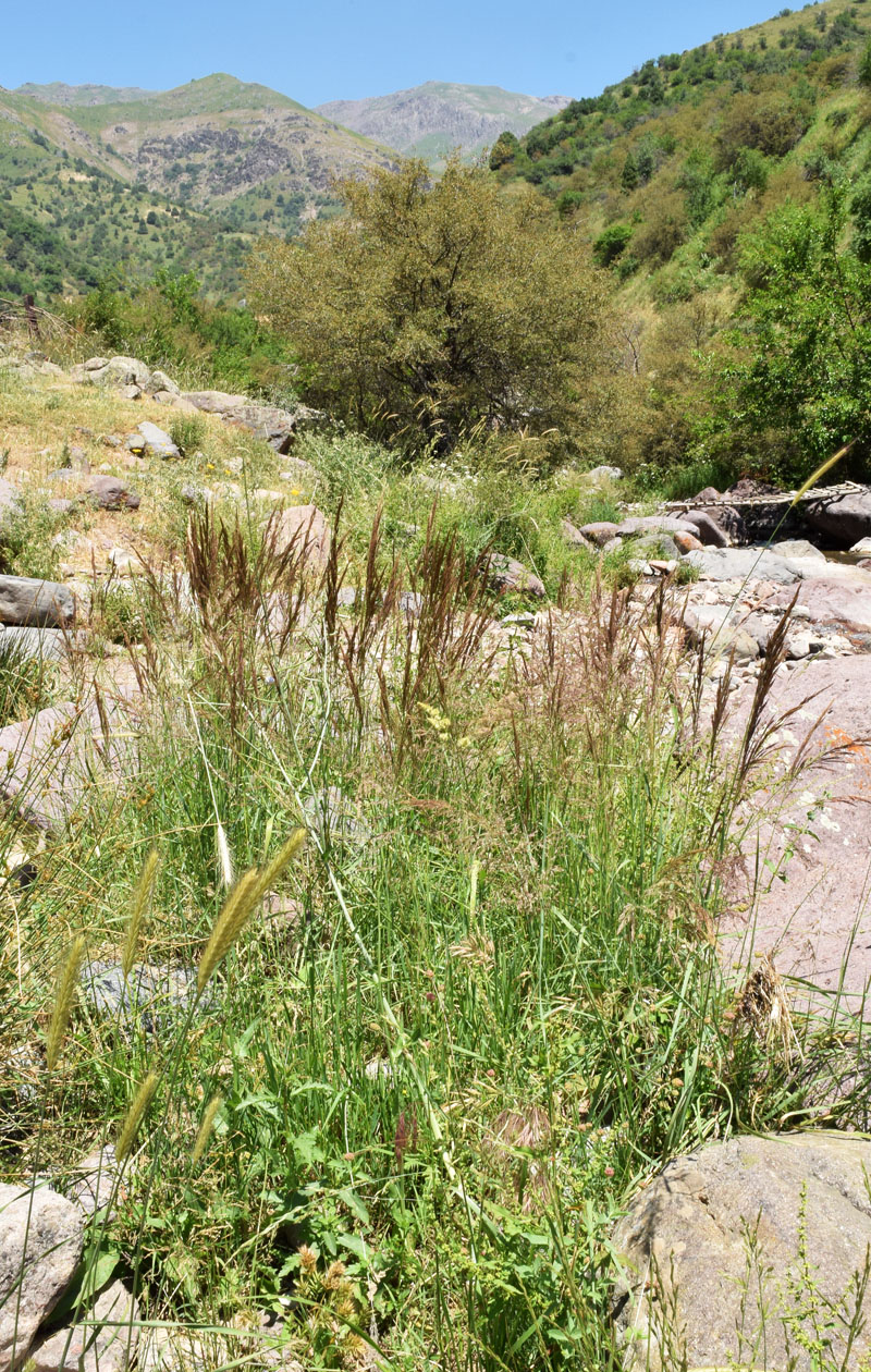 Image of familia Poaceae specimen.