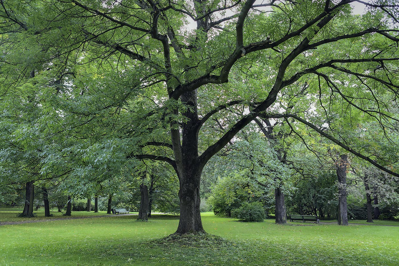 Изображение особи Fraxinus excelsior.