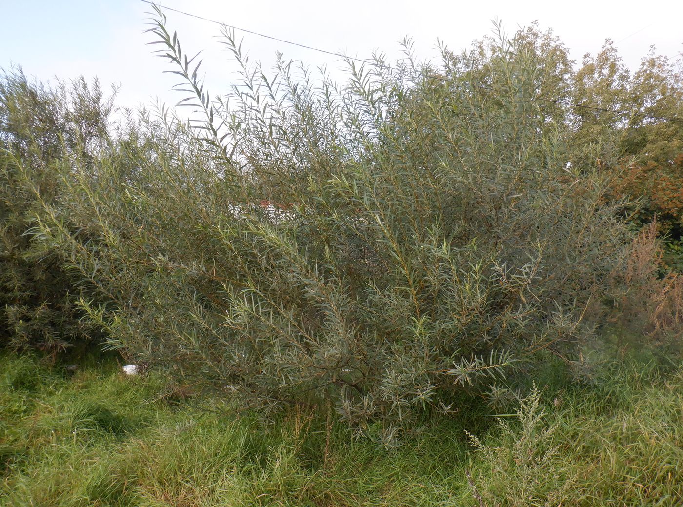 Image of Salix viminalis specimen.