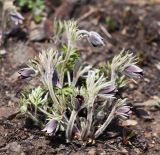 Pulsatilla cernua