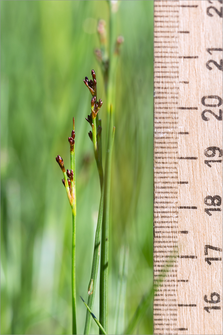 Image of Juncus atrofuscus specimen.