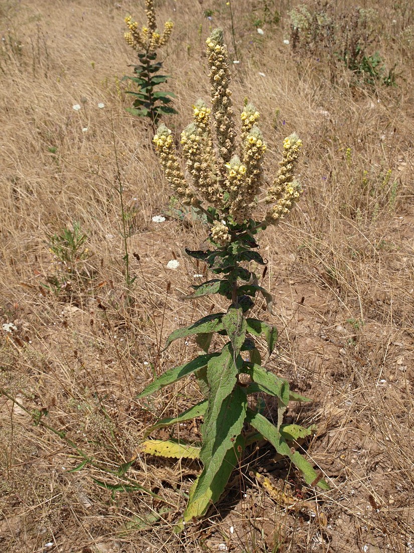 Image of Verbascum ovalifolium specimen.