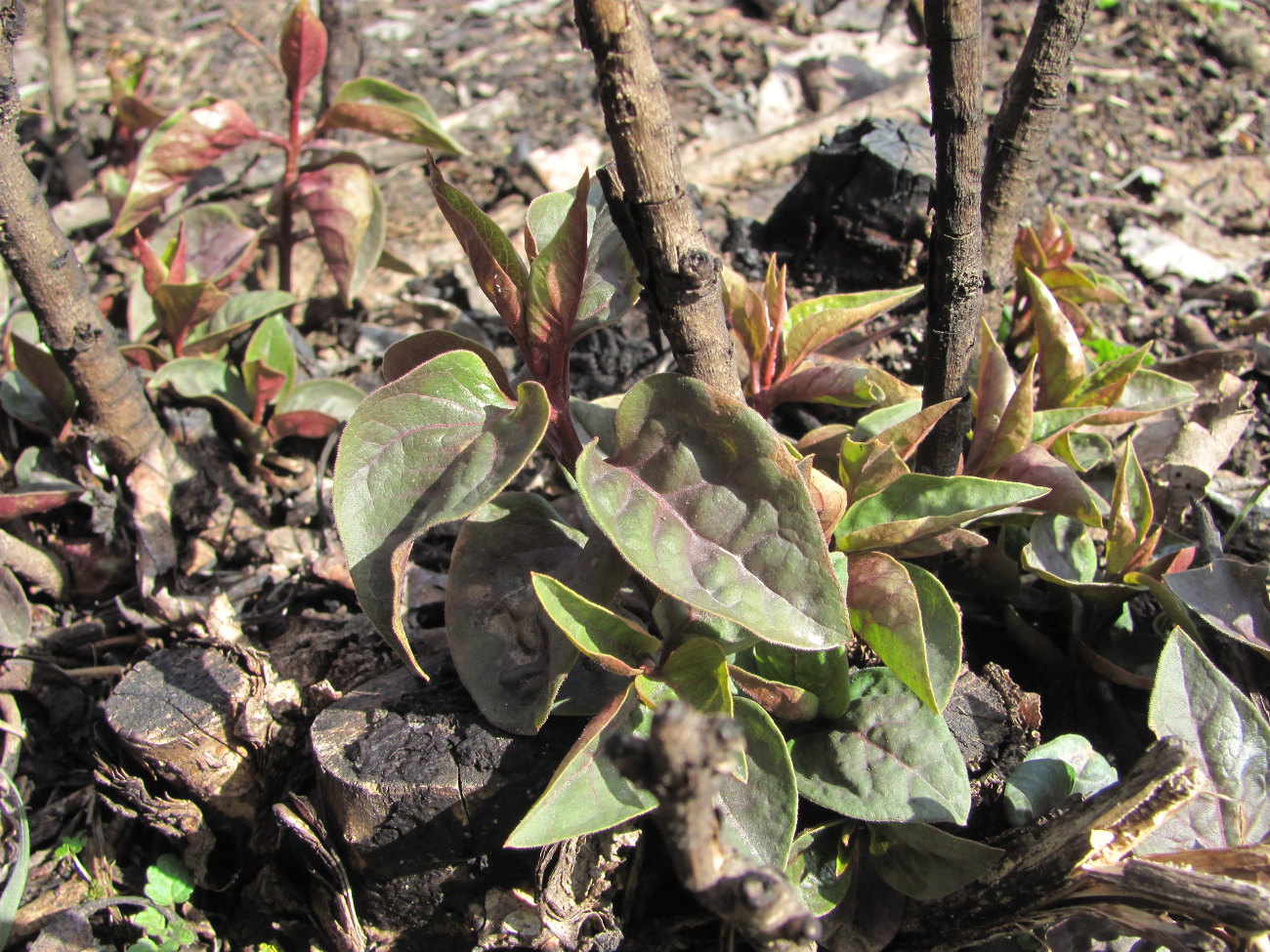 Image of Syringa vulgaris specimen.