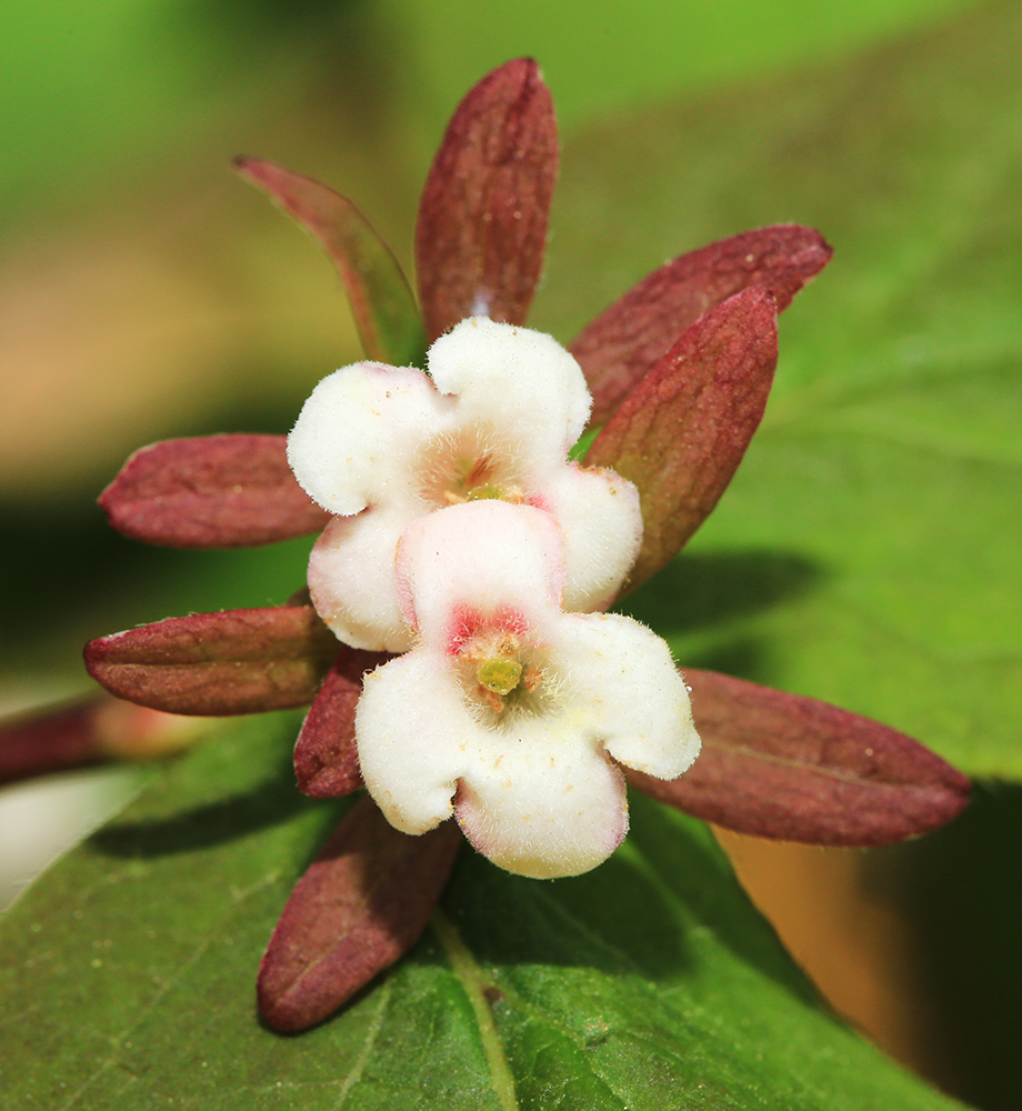 Image of Zabelia coreana specimen.