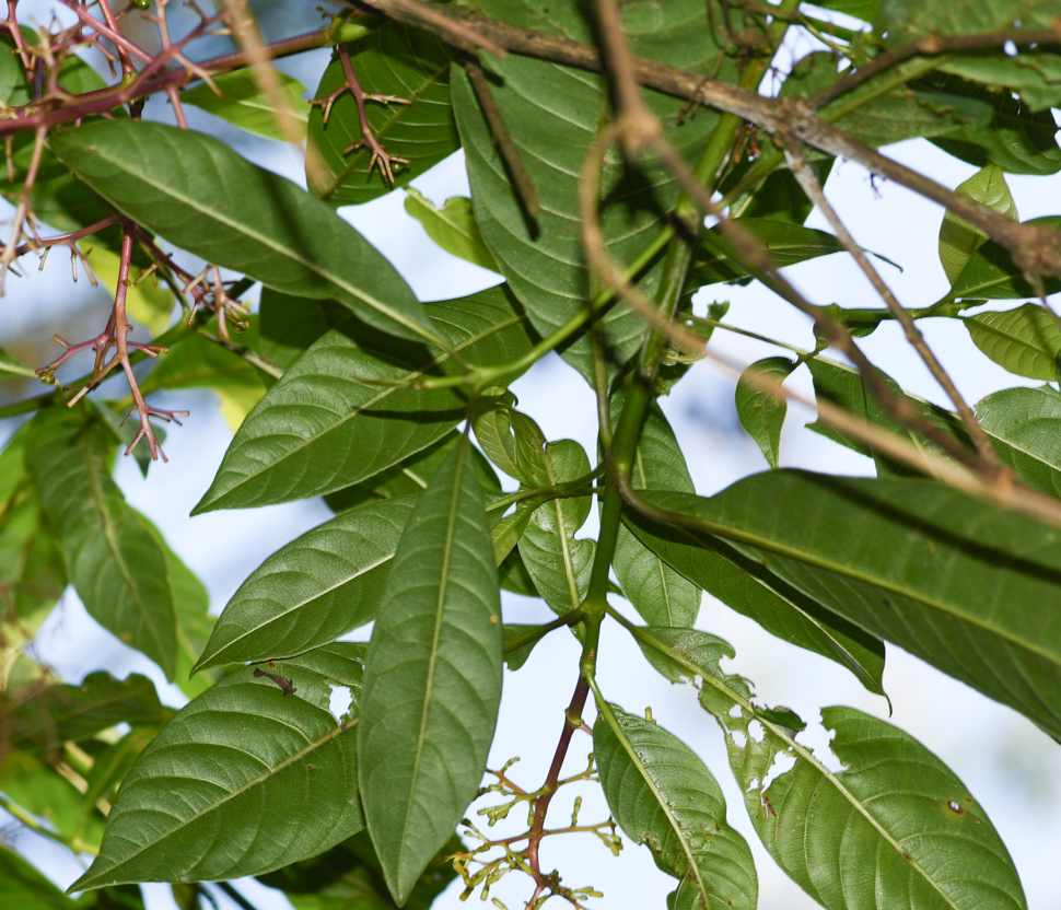 Image of Palicourea macrobotrys specimen.