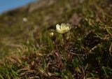 Dryas punctata. Цветущие растения. Красноярский край, г. Норильск, окр. р-на Талнах, на склоне горы. 01.07.2021.