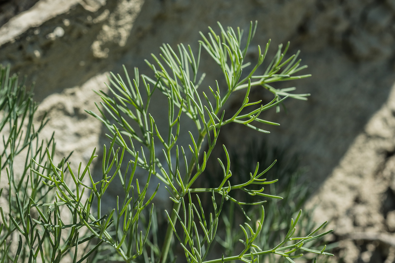 Изображение особи род Peucedanum.