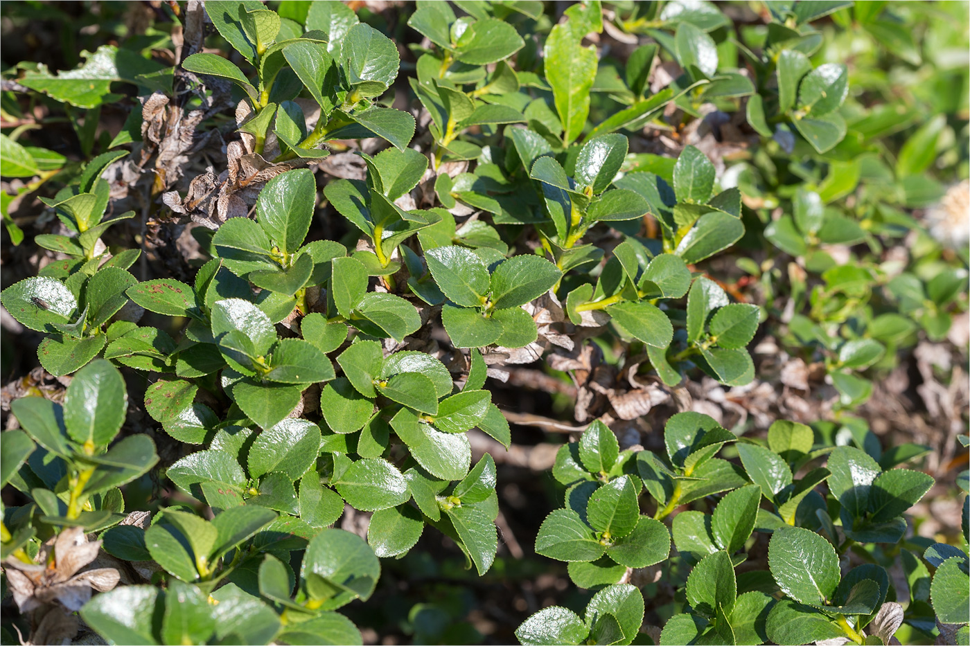 Image of Salix myrsinites specimen.