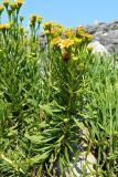Limbarda crithmoides. Цветущее растение. Испания, Астурия, муниципалитет Газон, берег Бискайского залива, скалы. Июль.