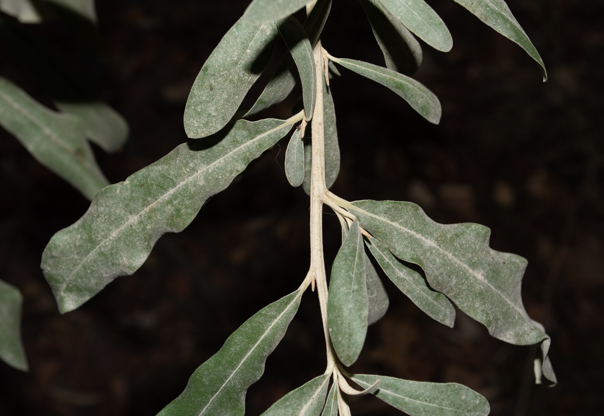 Image of Tarchonanthus camphoratus specimen.