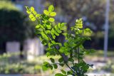 Tecomaria capensis