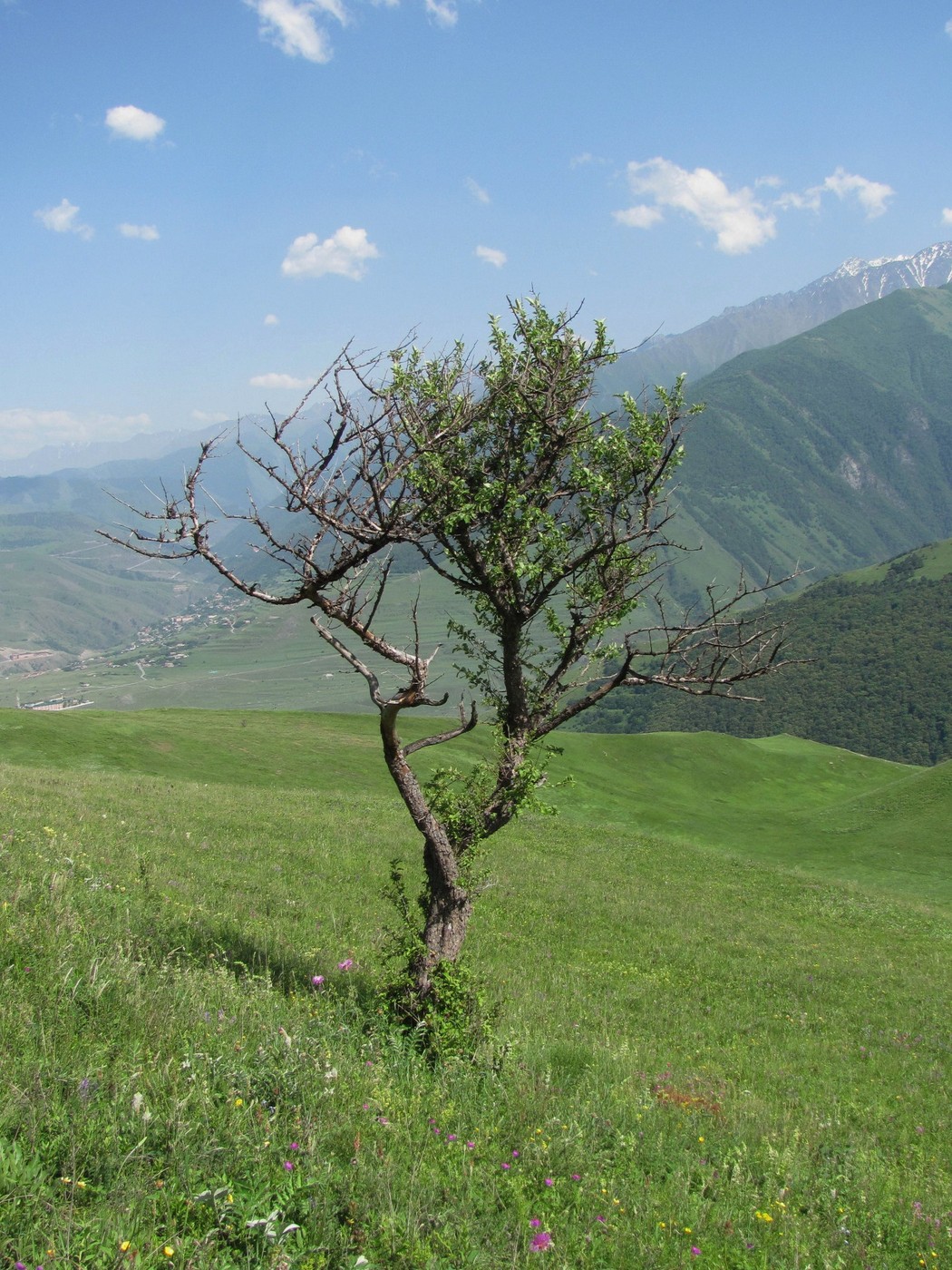 Изображение особи Malus orientalis.