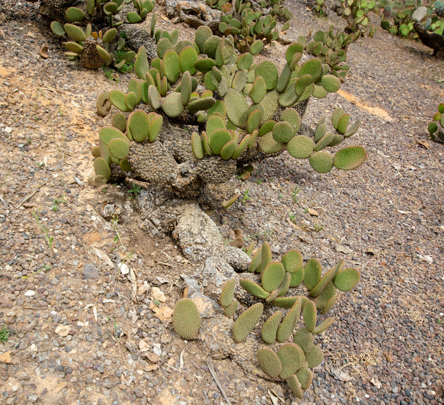 Image of Opuntia microdasys specimen.