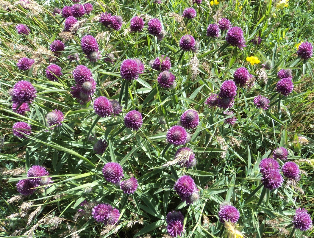 Image of Trifolium alpestre specimen.