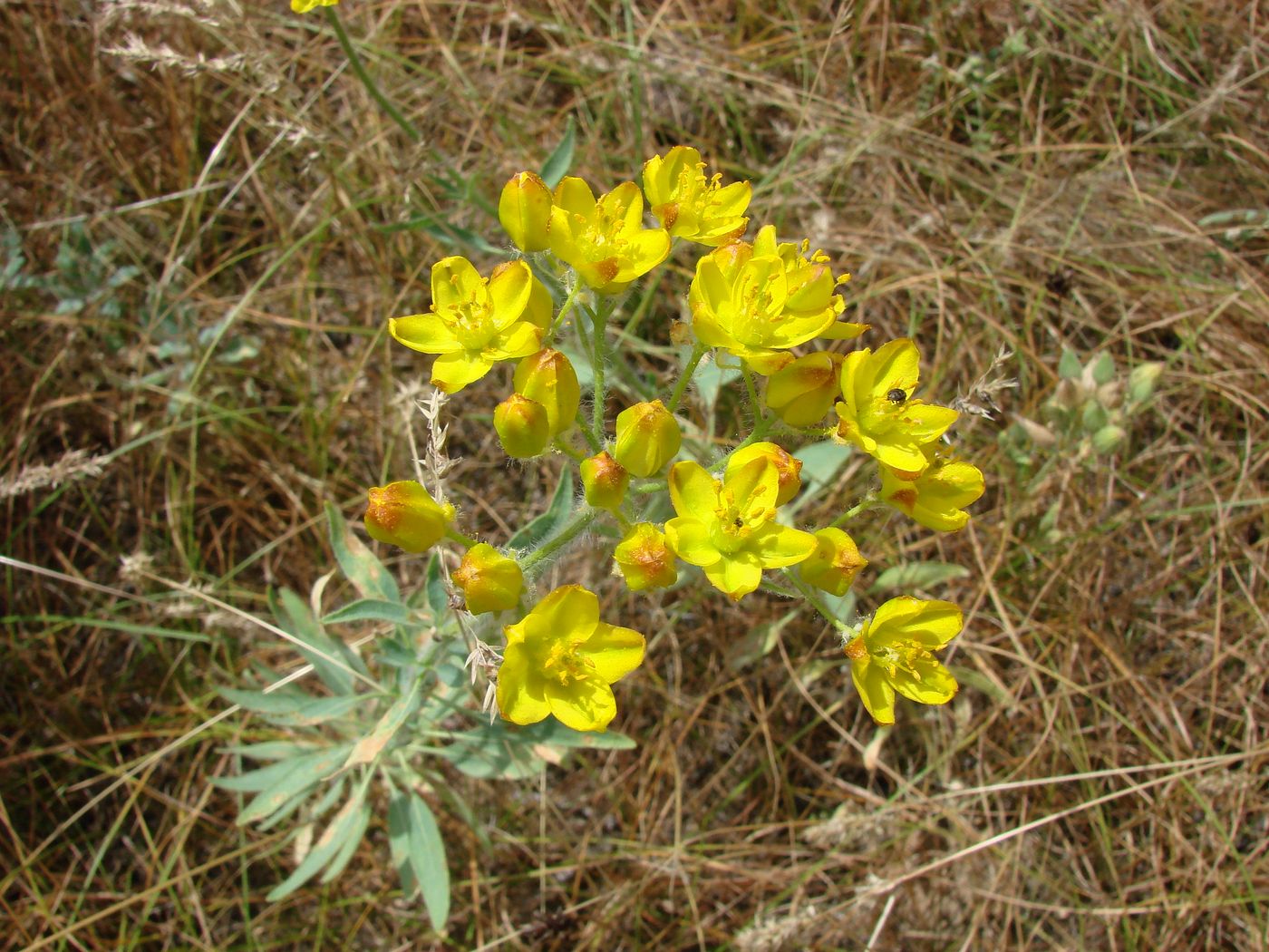 Image of Haplophyllum pedicellatum specimen.