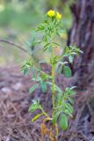 Ononis viscosa subspecies sicula. Цветущее растение. Израиль, лес Бен-Шемен. 09.04.2022.