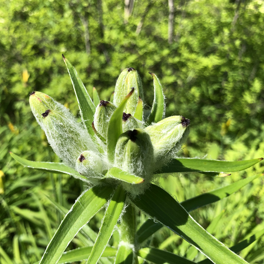 Image of Lilium pensylvanicum specimen.