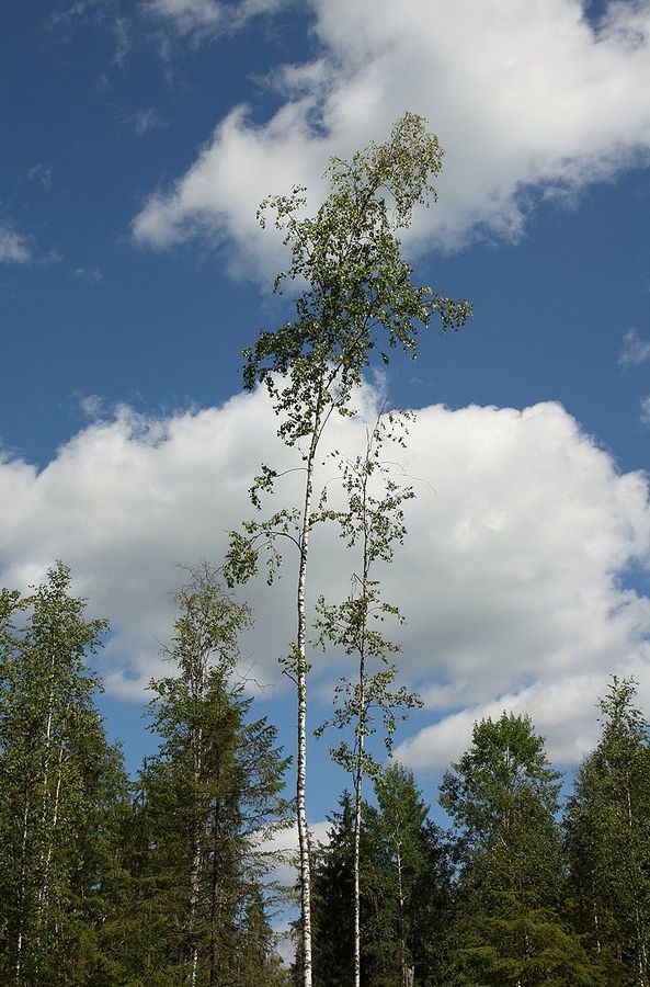 Изображение особи Betula pendula.