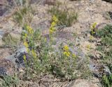 Galium verum. Цветущие растения. Алтай, Кош-Агачский р-н, 5 км ЮВ с. Чаган-Узун, долина р. Тыдтуярык, каменистое дно балки. 23 июня 2022 г.