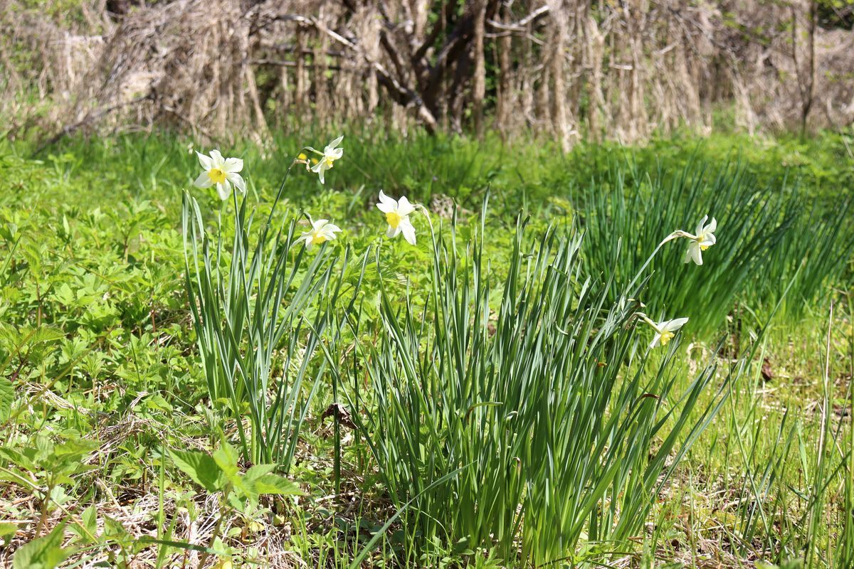 Изображение особи Narcissus poeticus.