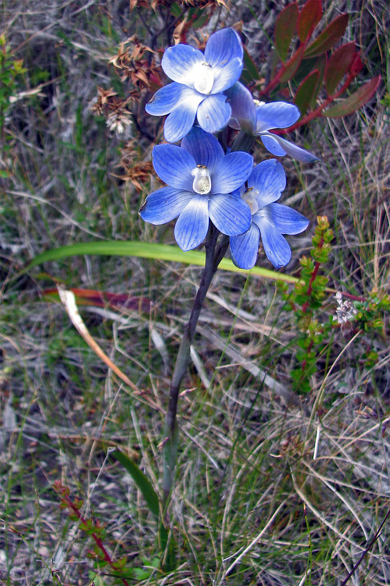 Image of Thelymitra aristata specimen.