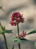 Centranthus ruber. Верхушка побега с соцветием. Крым, Ленинский р-н, с. Новоотрадное, в культуре. 10.05.2021.