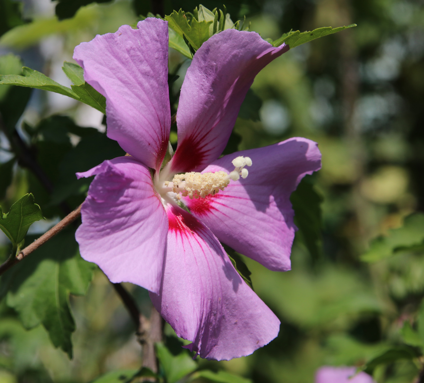 Image of Hibiscus syriacus specimen.