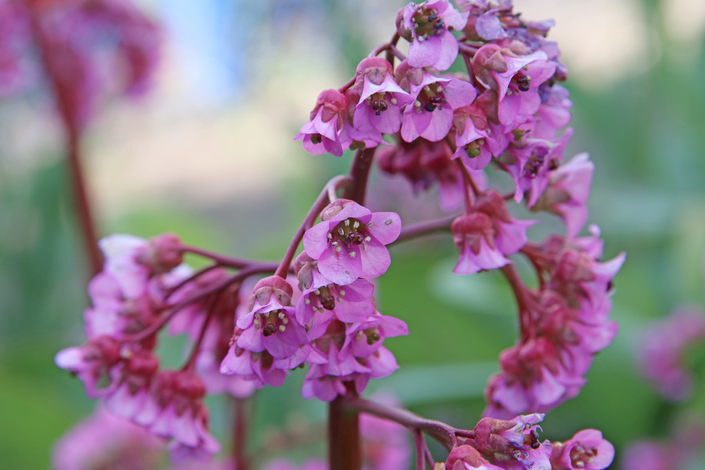 Image of Bergenia crassifolia specimen.