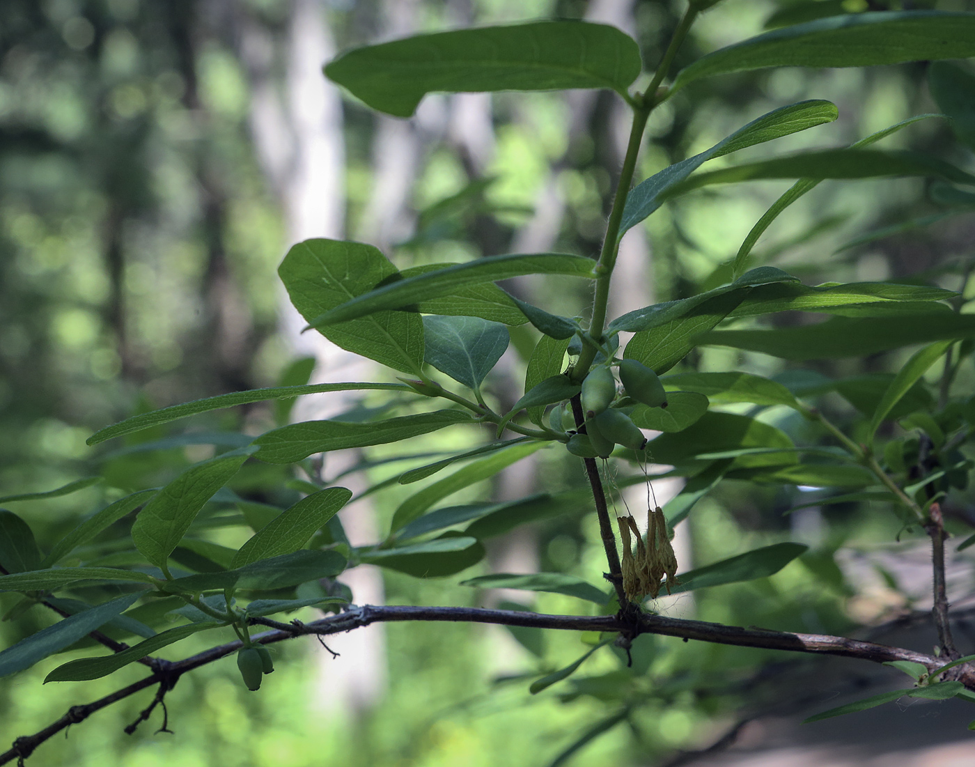 Image of Lonicera edulis specimen.