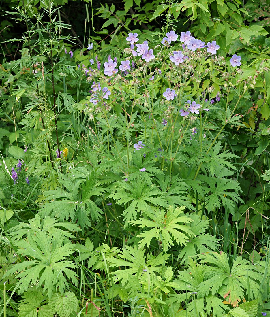 Image of Geranium pratense specimen.