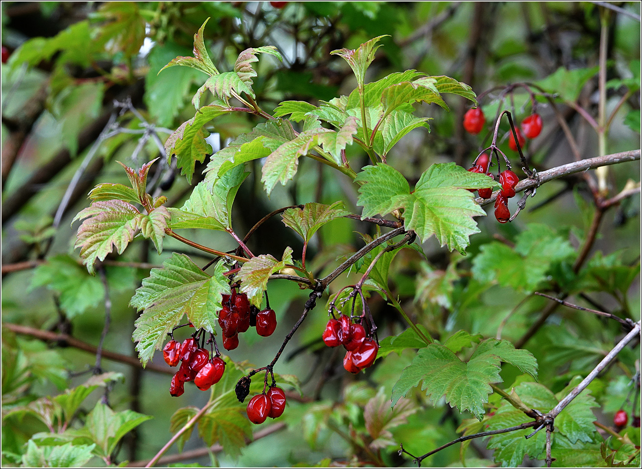 Image of Viburnum opulus specimen.