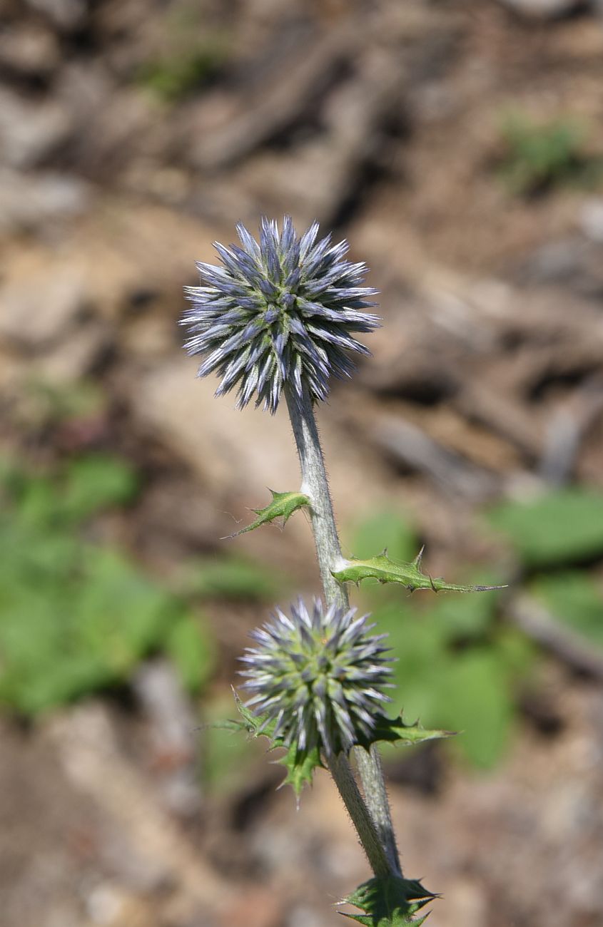 Изображение особи род Echinops.